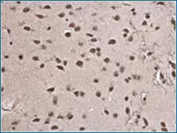 Immunohistochemistry image of histone H3.3 antibody expression in mouse middle brain tissue