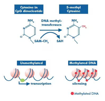 Graphic of methylation of DNA by DNMTs