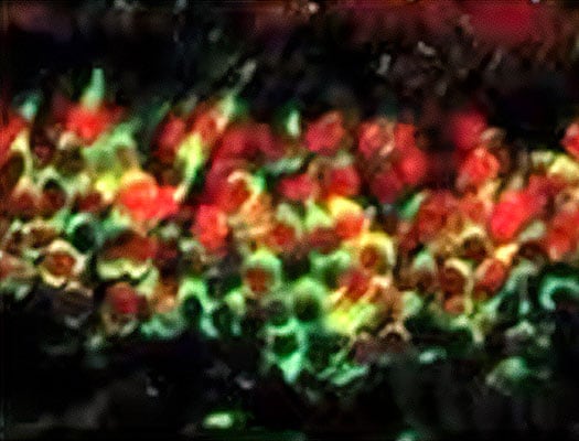 Immunocytochemistry image of DNMT3A antibody expression