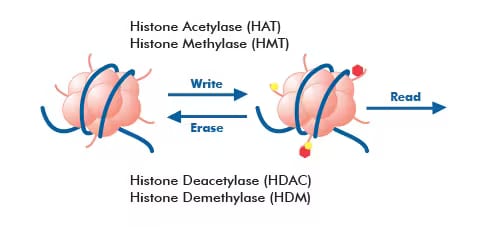 Graphic of histone modifier enzymes