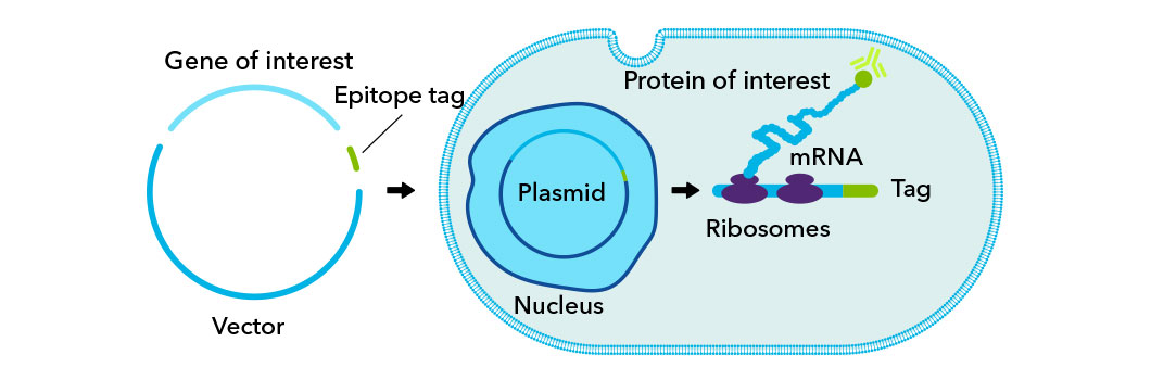 Figure 1: epitope tag diagram
