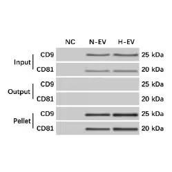 Western blot of mesenchymal stem cell-EV precipitation