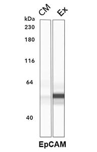 Simple Western lane view of conditioned media and exosomal fraction