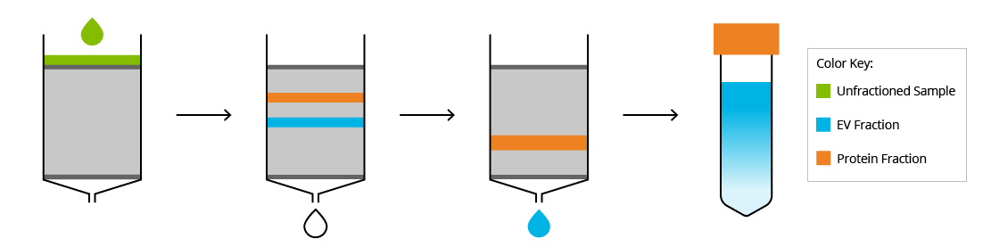 EV Size-Exclusion Chromatography (SEC) principle graphic
