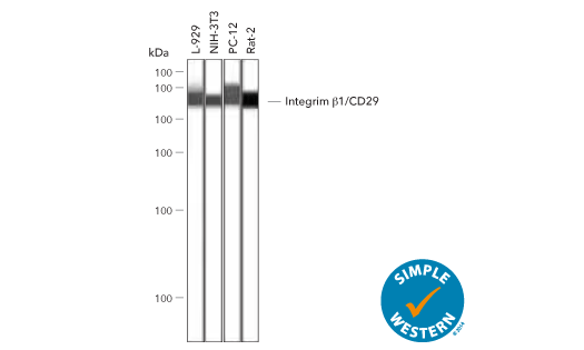 Simple Western analysis of Integrin Beta 1/CD29