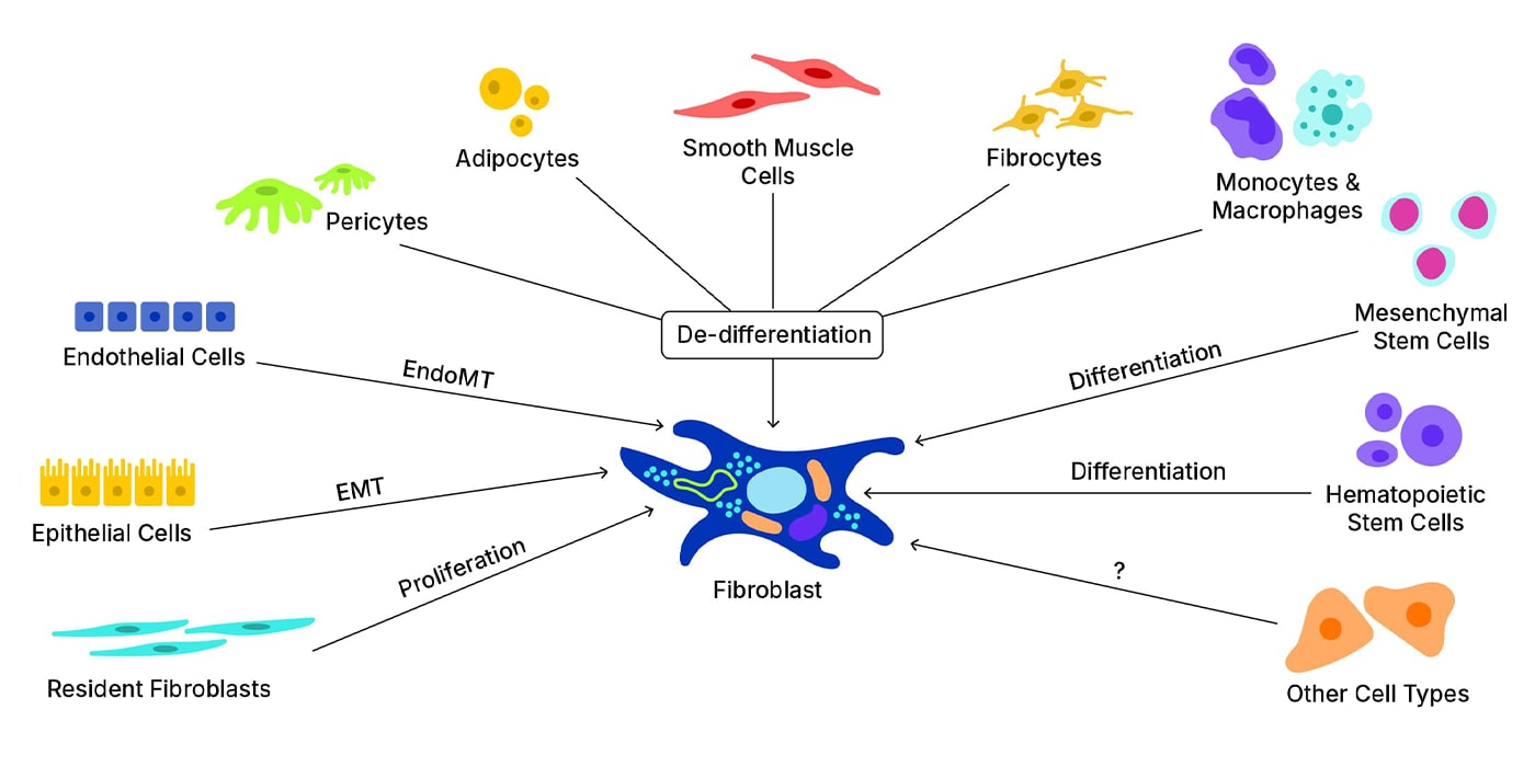 Fibroblast Cell Types image