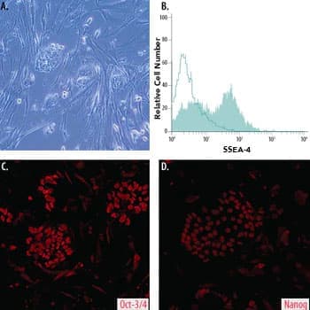 BG01V Human Embryonic Stem Cells (hESCs) 