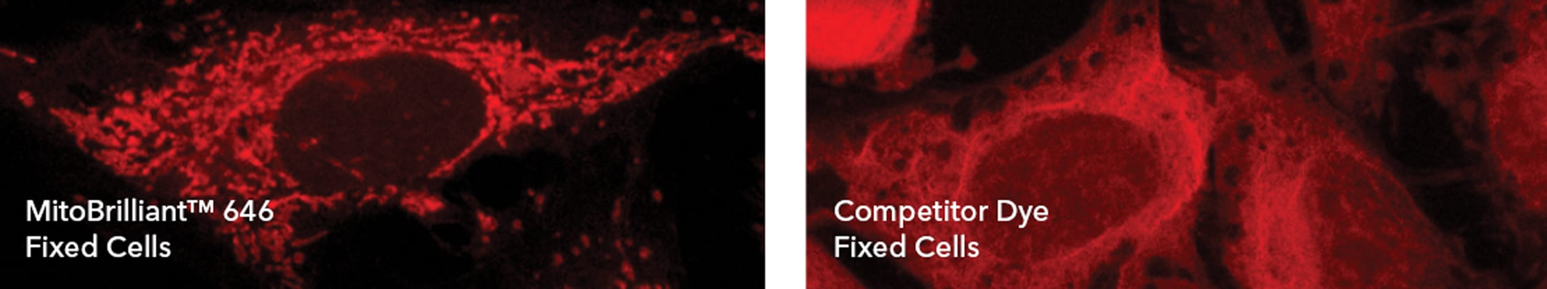 Significantly improved data quality from staining with MitoBrilliant 646 vs competitor mitochondria stain on HeLa cells fixed wi
