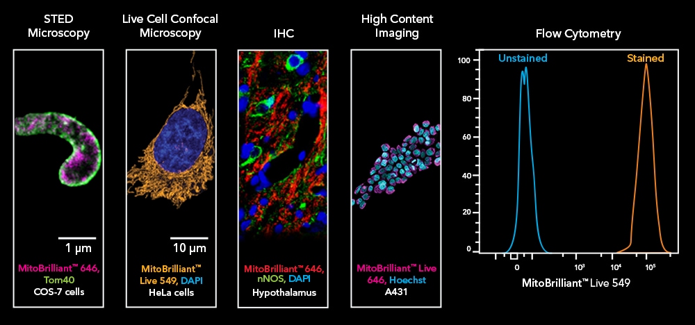 MitoBrilliant dyes enable highly accurate, sensitive, specific and persistent labeling of mitochondria in a wide variety of appl