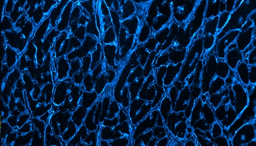 Brilliant blue pig cardiomyocytes collagen lit up with Janelia Fluor Dye 549