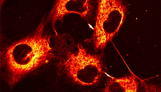 Application of Taxol Janelia Fluor® 646 dye for COS7 cells staining
