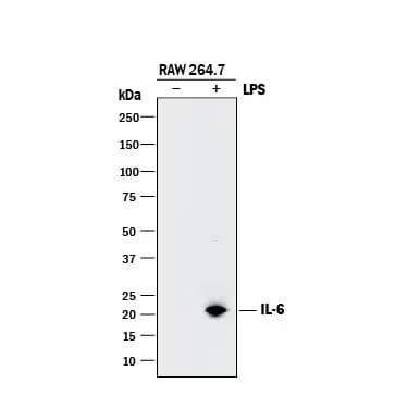 Western blot of IL-6 expression in RAW 264.7 cell lysates.