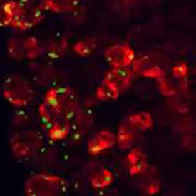 Immunofluorescent imaging of CCK-A R antibody expression.