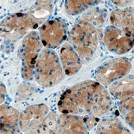 Immunohistochemical analysis of Ghrelin/Obestatin expression.