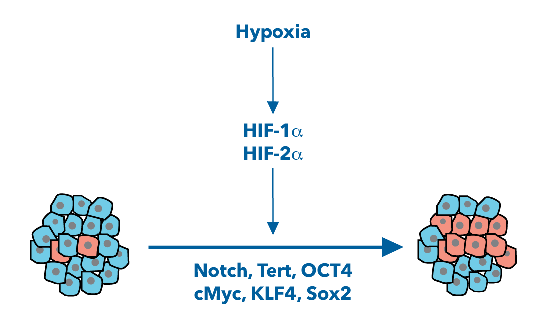 Induction of HIF Signaling