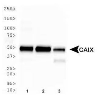 Western blot of Carbonic Anhydrase IX antibody expression