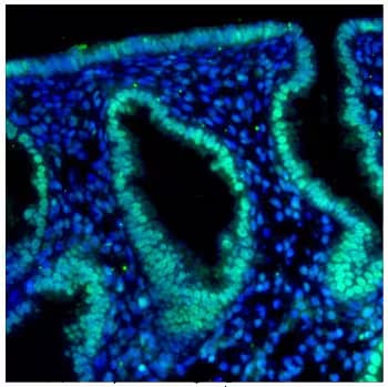 Fluorescent immunohistochemistry analysis of HIF-2 alpha antibody in human endometrium tissue