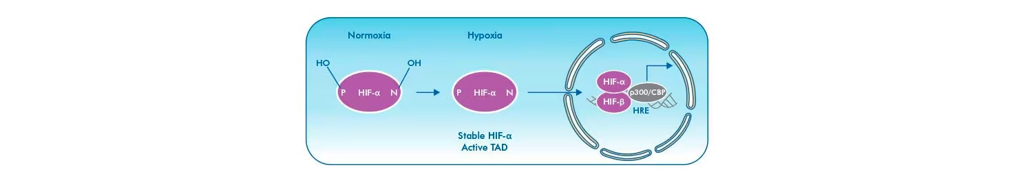 HIF-alpha under normoxia and hypoxia conditions