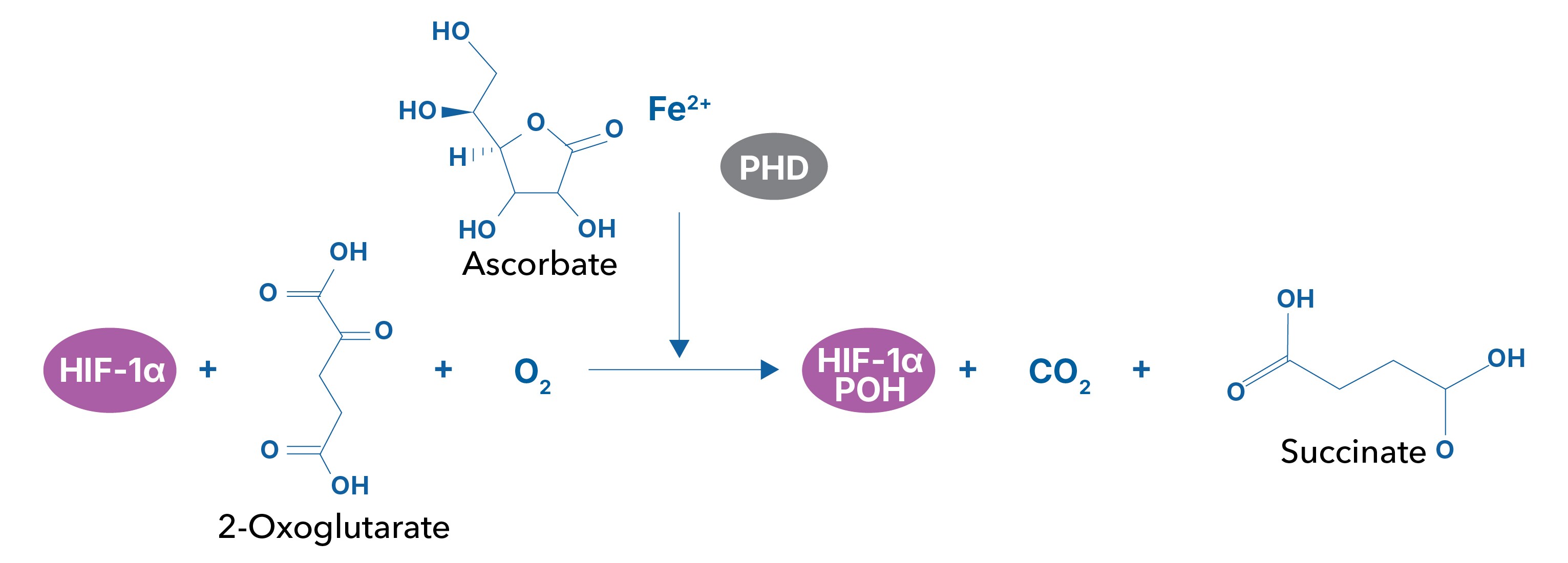Prolyl Hydroxylase (PHD) Inhibitors Promote HIF Signaling