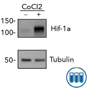 Western blot of HIF-1 alpha expression in HeLa cells treated and untreated with CoCl2