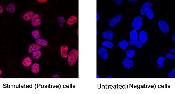 Protein Stimulation Controls