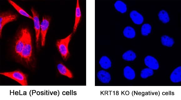 Knockout (KO) cell line control