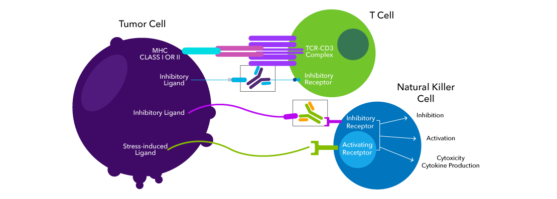 Immune checkpoint blockade