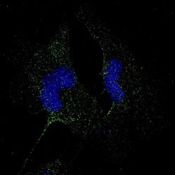 Cells with PD-L1