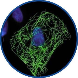 Figure 4: HA tag antibody immunocytochemistry/immunofluorescence