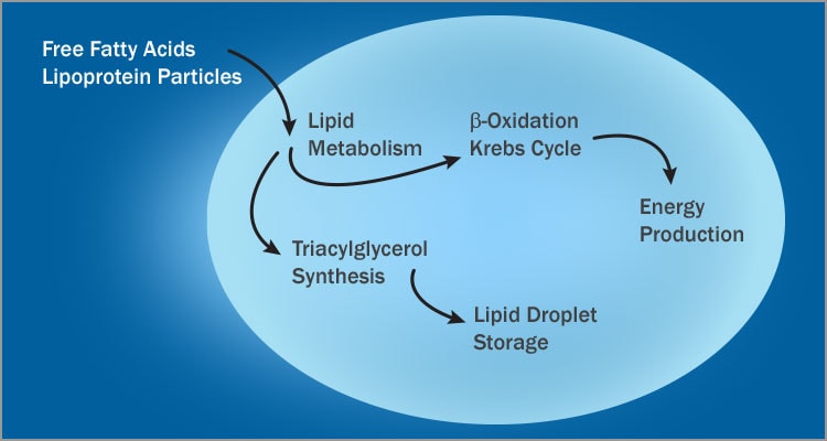 Intracellular Metabolism 