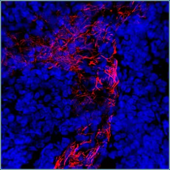 Cells labelled in blue with alpha-Smooth Muscle Actin Antibody Janelia Fluor 549 
