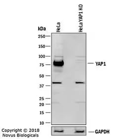 Western blot analysis of YAP1 in HeLa cell lysate and YAP1 knockout (KO) HeLa cell line using YAP1 antibody. 