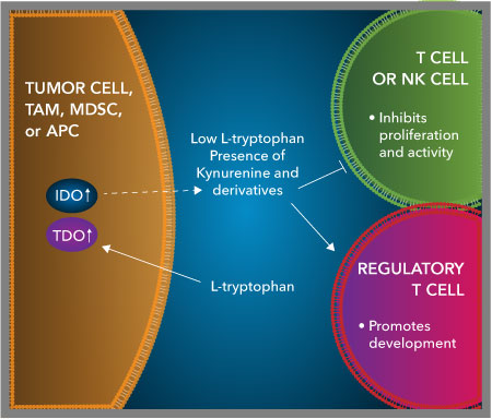 Graphic showing the Effects of kynurenine on T cells, NK cells, and Tregs