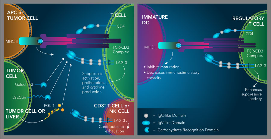 Ligand-LAG-3 interactions and its effects on different immune cell types