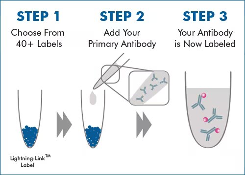 A Labeled Antibody in 3 Short Steps
