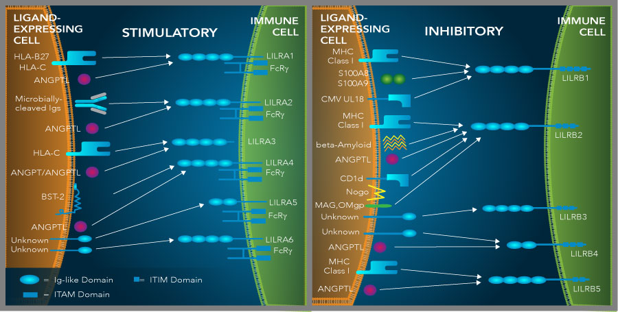 Graphic showing the ligand-receptor interactions for the LILRA and LILRB subfamily receptors