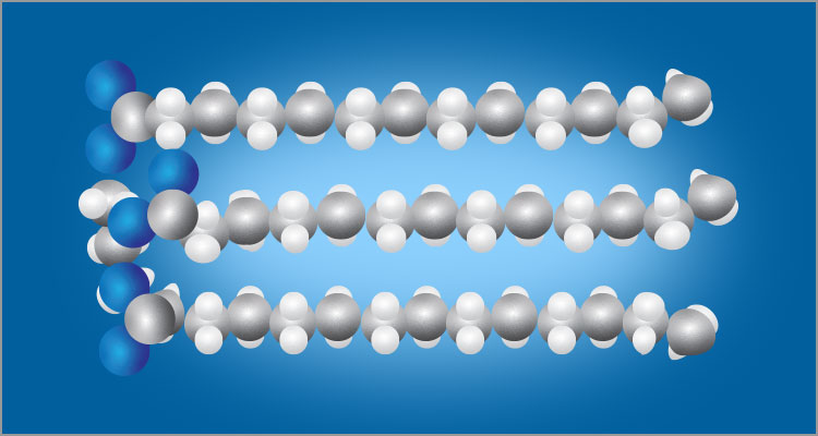 Lipid Transport