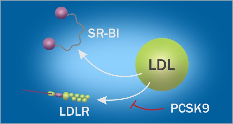 Lipoprotein Particle Uptake graphic