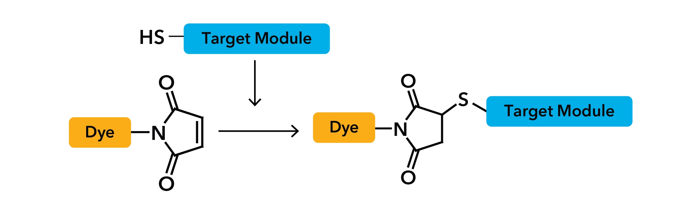 Maleimides conjugation reaction