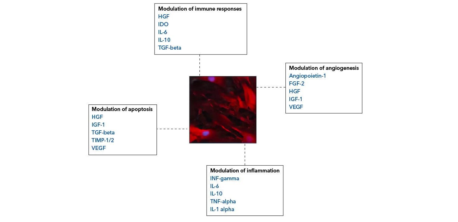 Modulation of human mesenchymal stem cells