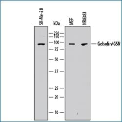 Western blot expression of Gelsolin (GSN) antibody