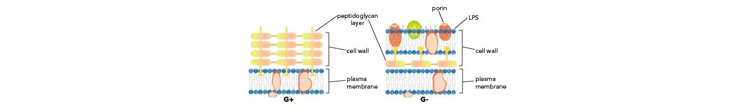 Gram-Positive and Gram-Negative Bacteria differences infographic