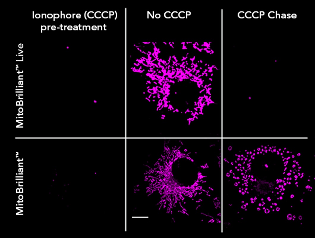 MitoBrilliant 646 signal was unchanged after CCCP treatment while accumulation of competitor mitochondria stain was reversible
