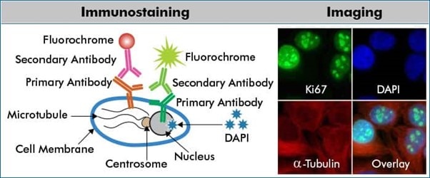 A multicolor ICC/IF scheme for indirect protein detection
