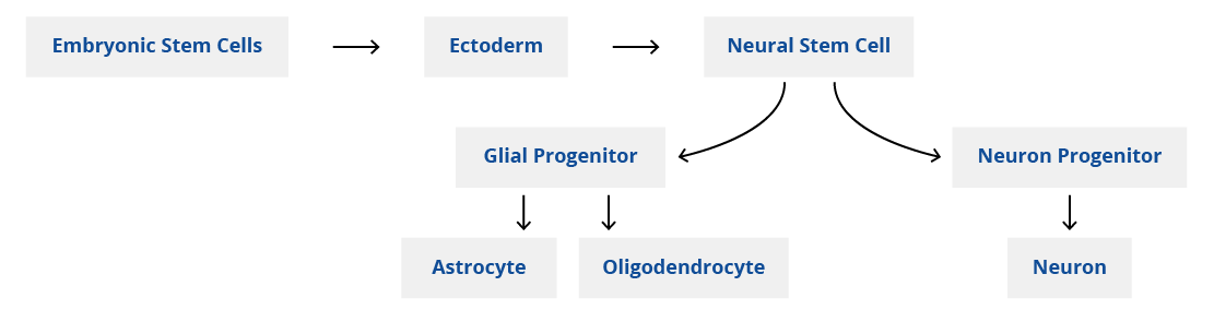 Differentiation of embryonic stem cells