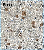 IHC staining of Presenilin-1 in human brain medulla