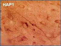 IHC staining of HAP1 in rat hypothalamus