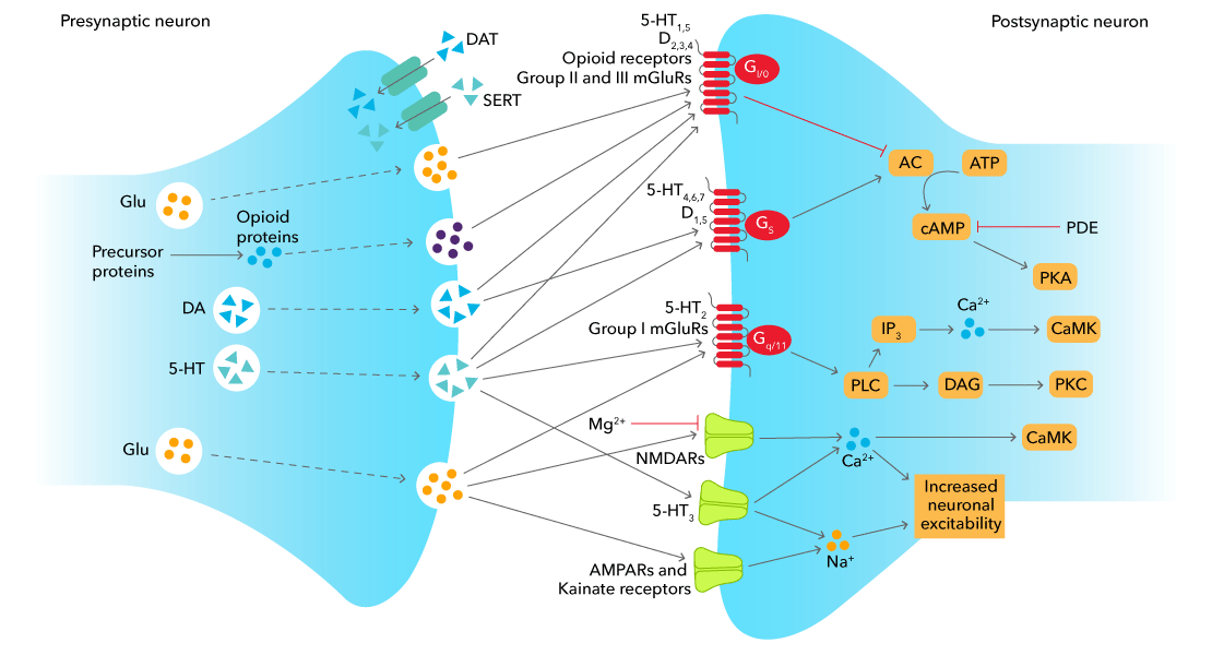 Presynaptic and Postsynaptic Neuron