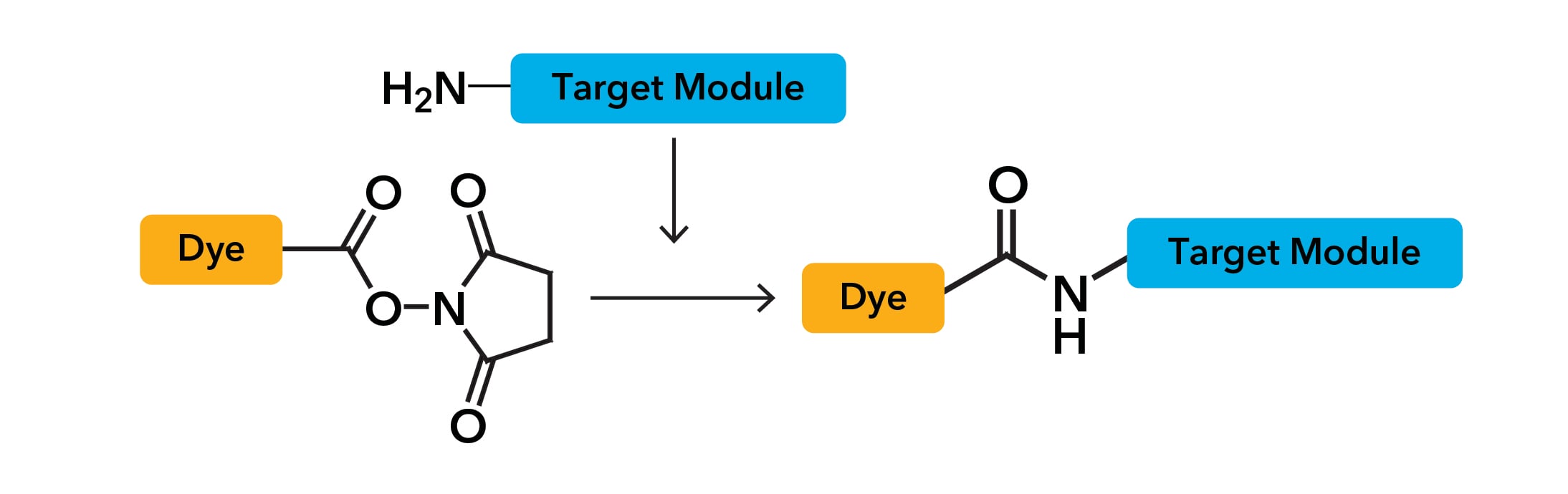 Succinimidyl Esters (SE / NHS esters) conjugation reaction
