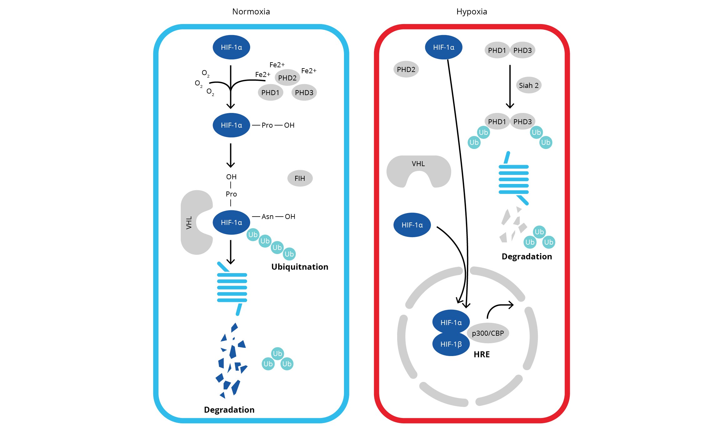 HIF-1 alpha signaling under normoxia and hypoxia conditions
